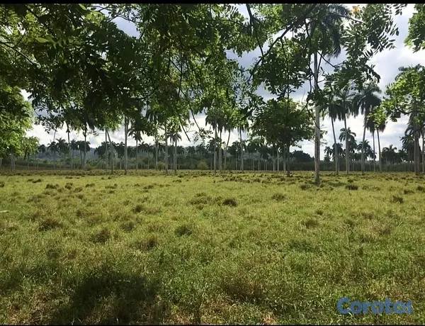 solares y terrenos - finca en Gaspar Hernandez  2