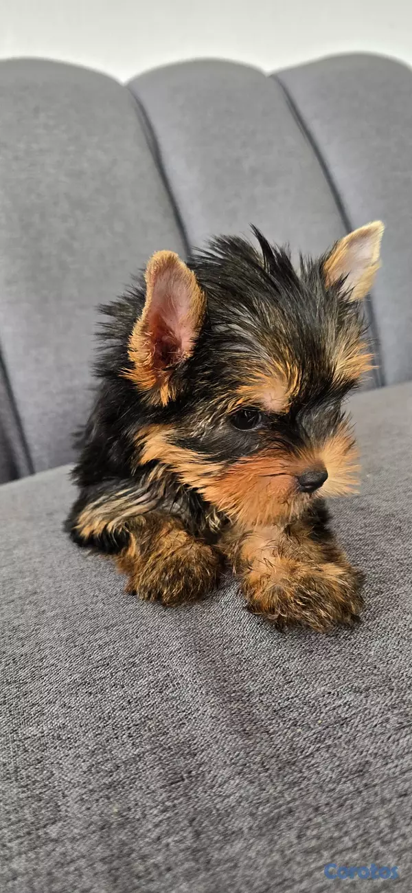 animales y mascotas - Yorkie Hembra  2