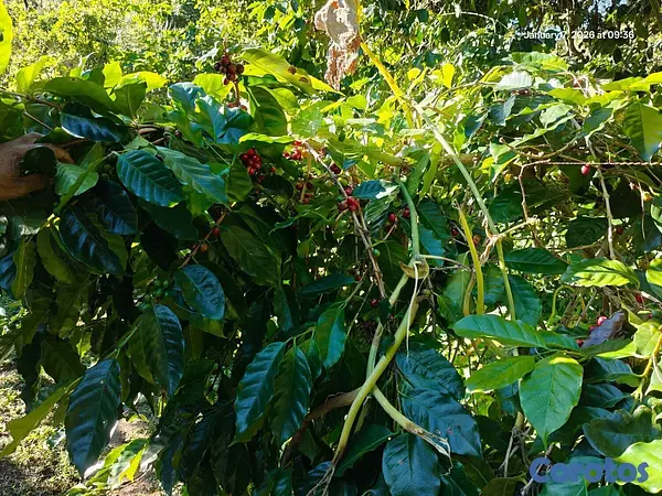 solares y terrenos - Oportunidad: Finca Con Boca De Río. Buena Para Cos 3