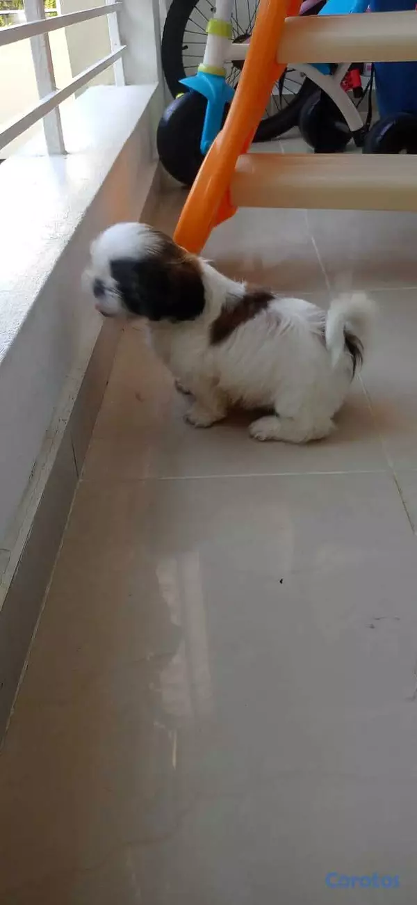animales y mascotas - Shih tzu una hembra y un varon en venta 3