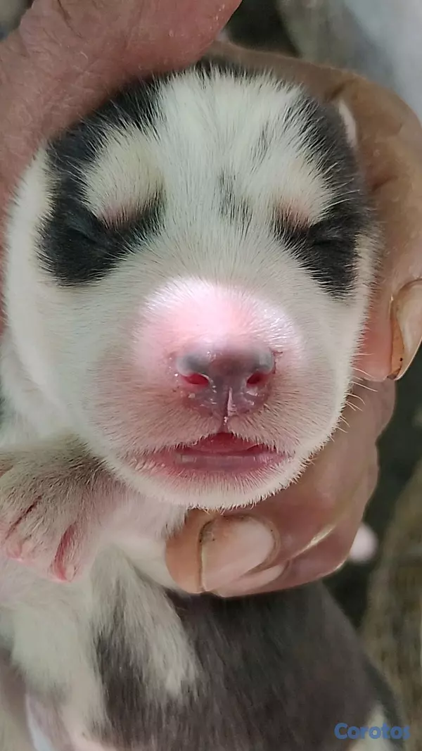 animales y mascotas - VENTAS DE CACHORROS husky SIBERIANS,,PURA RAZA... 4