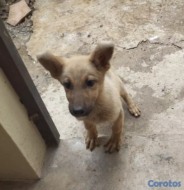 animales y mascotas - Venta de perra 4