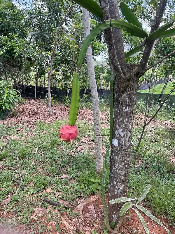 solares y terrenos - finca de 2800 tareas en  10
