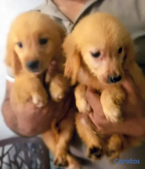 animales y mascotas - Golden Retrivers  3