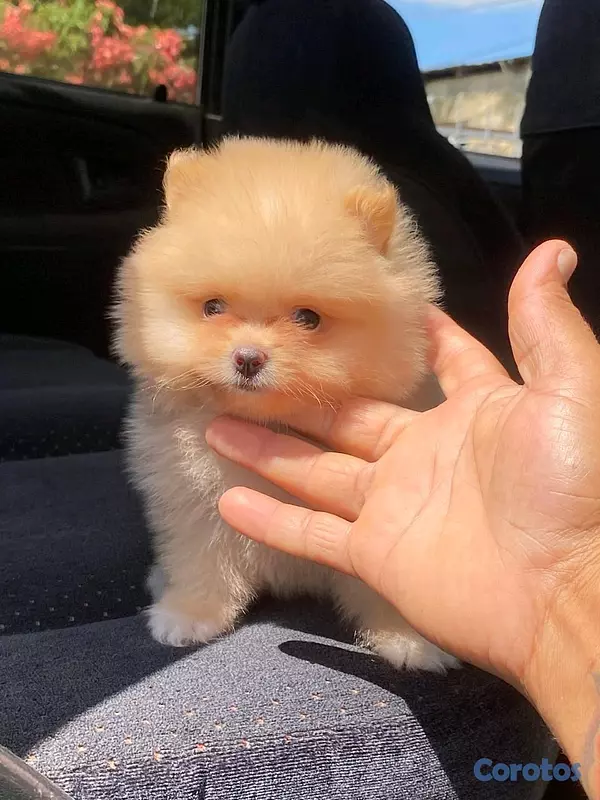 animales y mascotas - hermosos cachorritos pomerania mini 4