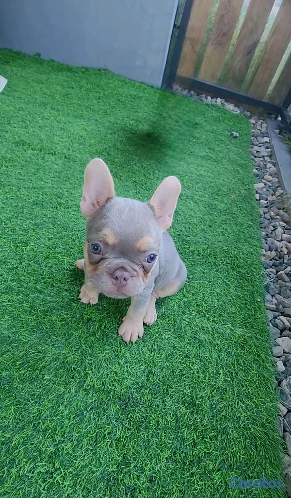 animales y mascotas - hermosas y adorables cachorritas buldog frances hembras  3