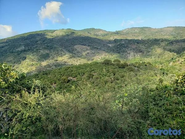 solares y terrenos - Finca de Aguacates en Venta en Paraíso, Barahona 3