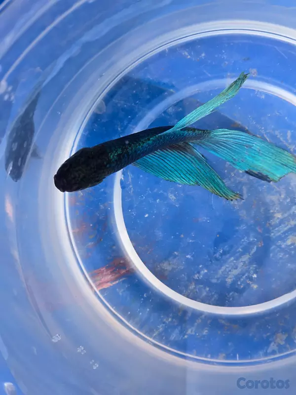 animales y mascotas - Bettas primiun de combates excelente condiciones p 3