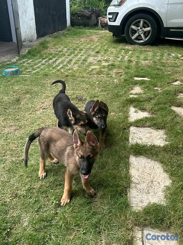 animales y mascotas - Perro Pastor aleman Macho 3