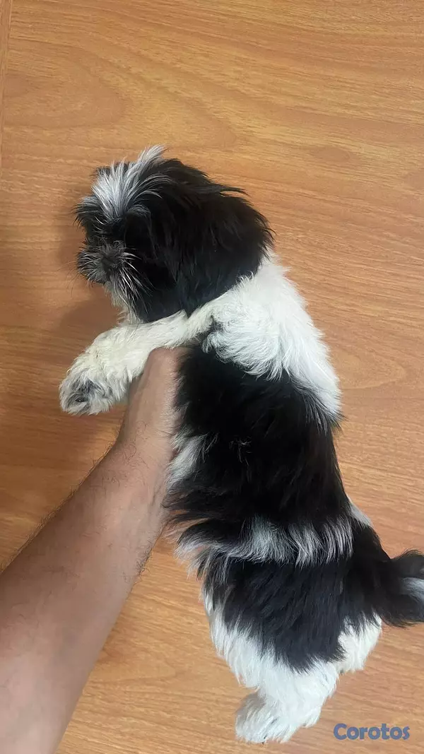 animales y mascotas - shit-zu, hembra, 2 meses, vacunado 3