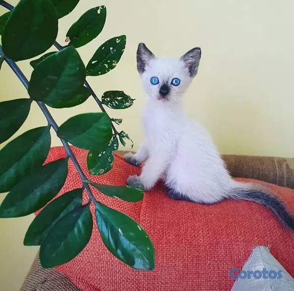 animales y mascotas - Gatos siames hembra y macho. Siamés, cat, pet, minino, gatico, mascotas