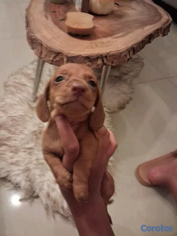 animales y mascotas - hermosos cachorritos salchicha 5