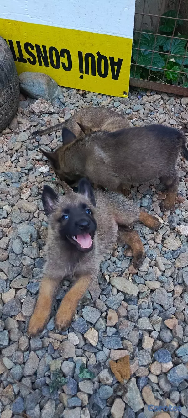animales y mascotas - Pastor Belga Malinois 5
