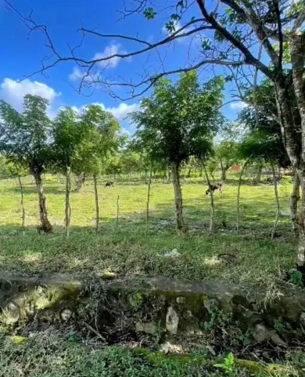 solares y terrenos - Finca de 63 tarea ubicada a 15 minutos del centro de Puerto Plata 5