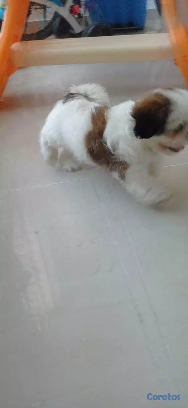 animales y mascotas - Shih tzu una hembra y un varon en venta 4
