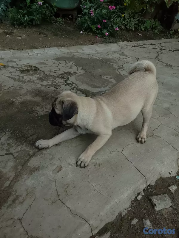 animales y mascotas - Perro pug 4
