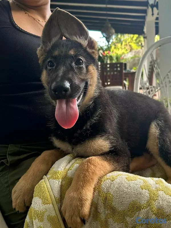 animales y mascotas - Perro Pastor aleman Macho 4