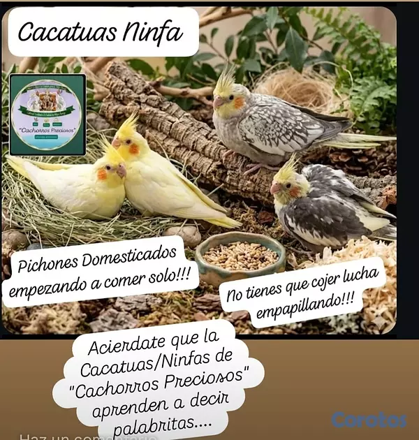 animales y mascotas - Aves papilleras, mansa joven y adultas y acesorios  10