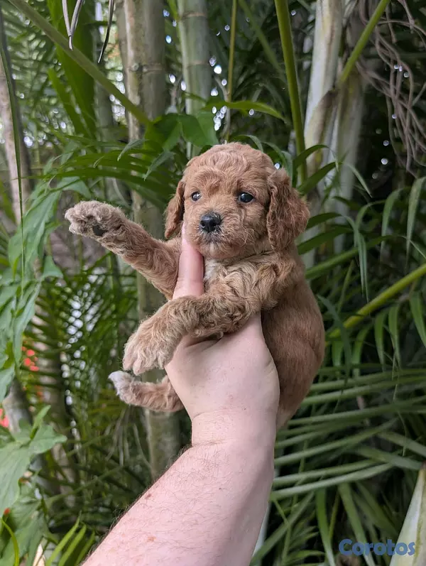 animales y mascotas - hermosos cachorrritos golden doodle  3