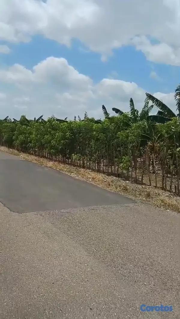 solares y terrenos - Finca de Platano en la Vega de 150 tareas  2