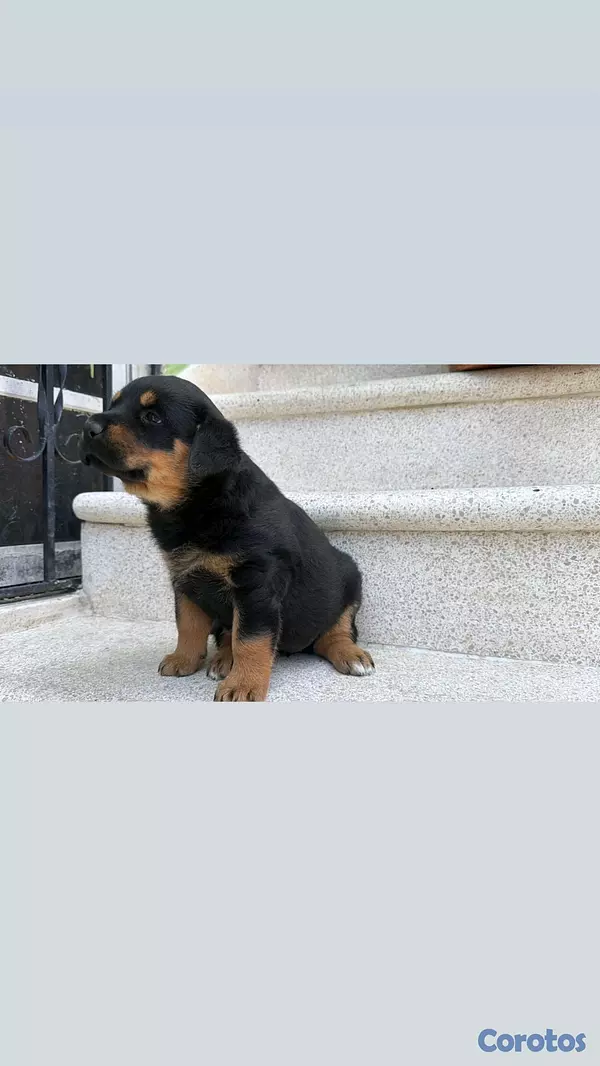 animales y mascotas - hermosos Cachorros de Rottwailer  9