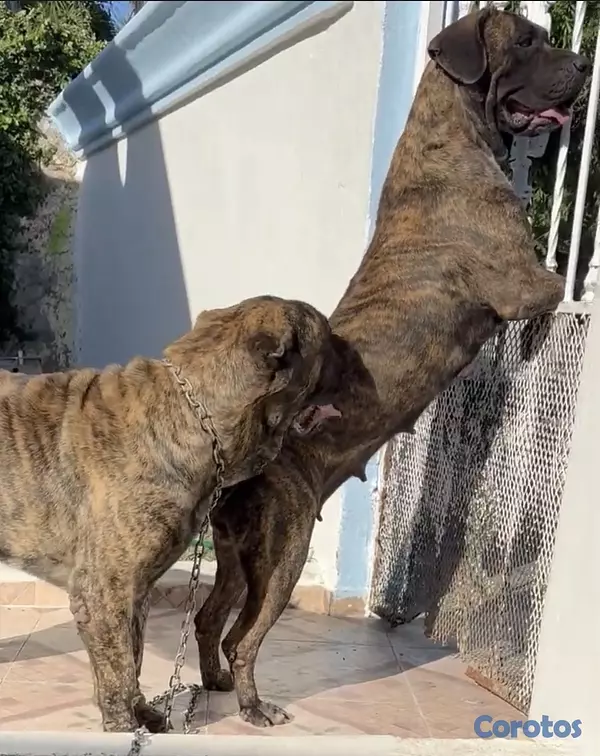 animales y mascotas - Perro presa canario buen pedigrí  4