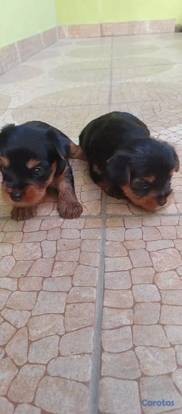 animales y mascotas - Yorkie 2