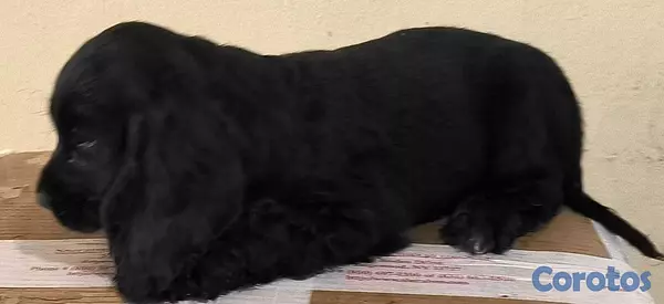animales y mascotas - Cocker Spaniel Bien Lindos Hembras Y Machos 😍😍 3