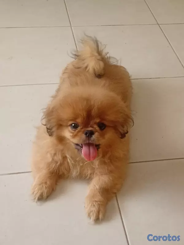 animales y mascotas - Pekines macho  5