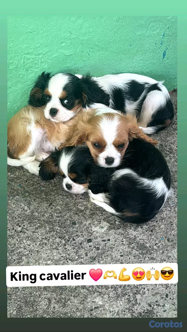 animales y mascotas - hermosos cachorritos de king cavalier  5
