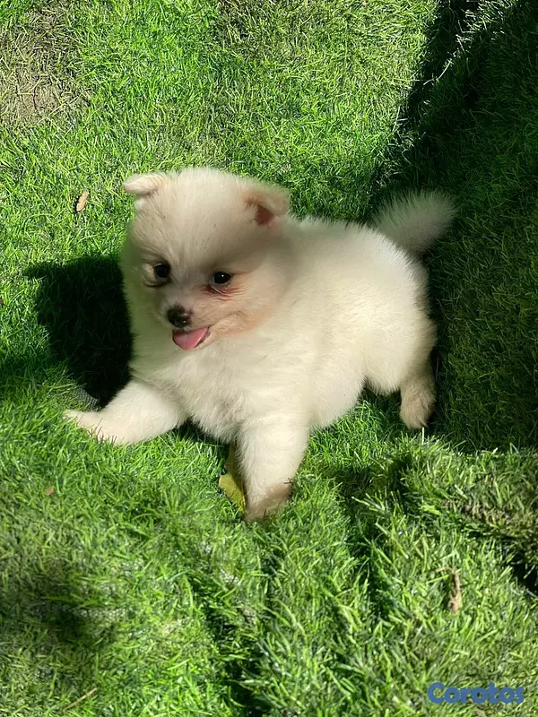 animales y mascotas - Hermosos cachorritos de pomerania mini 8