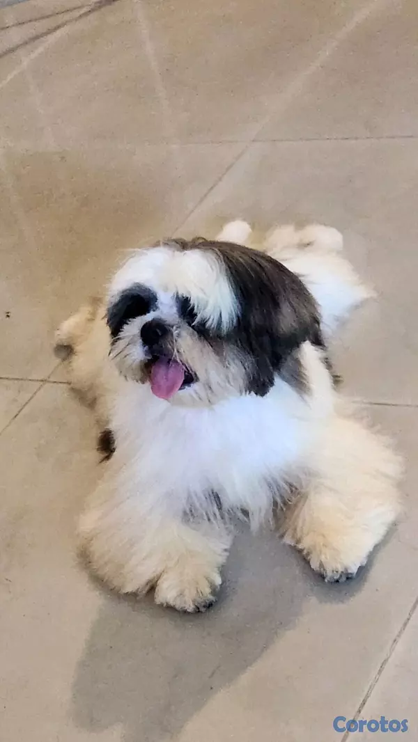 animales y mascotas - CACHORRO SHIH TZU  3