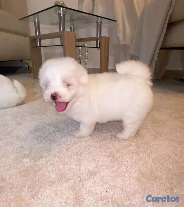 animales y mascotas - adorable cachorros maltés ambos sexos listos para apartar  3