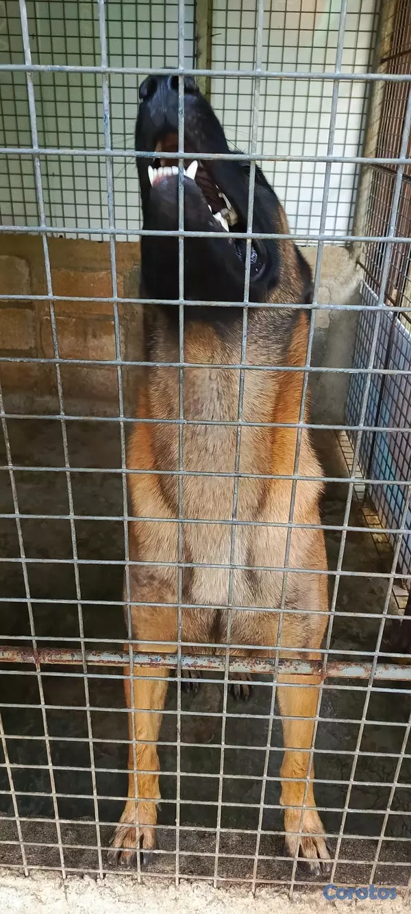 animales y mascotas - Pastor Belga Malinois 6