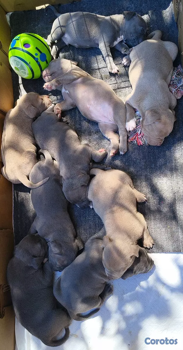 animales y mascotas - Cachorros American Bully Blue y Lilac 5