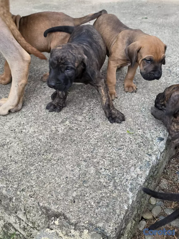 animales y mascotas - Fila brasileño  8