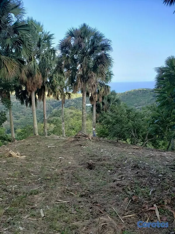 solares y terrenos - Finca de Aguacates en Venta en Paraíso, Barahona 8