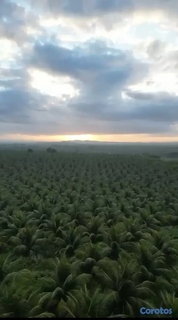 solares y terrenos - Finca de Coco Enanos en Monte Cristi 2