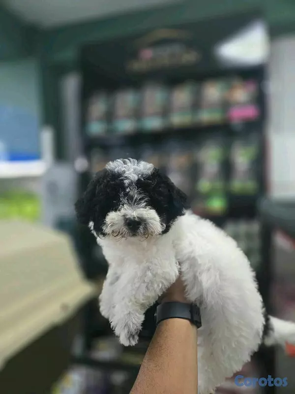 animales y mascotas - hermosos cachorritos shipoo 2