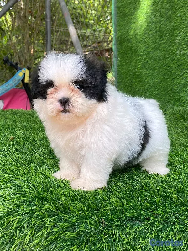 animales y mascotas - hermosos Cachorros shitzu toy  2
