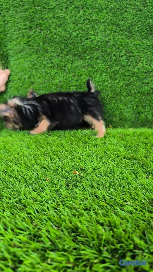 animales y mascotas - Yorki mini machos 3
