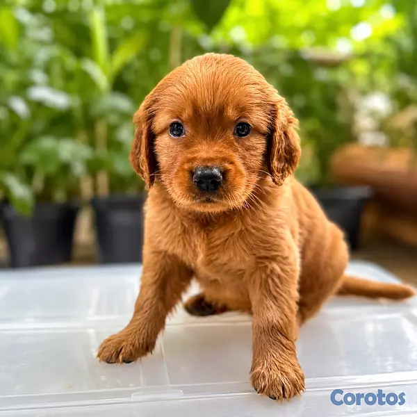 animales y mascotas - Golden Retreiver Puros Disponibles RD 4