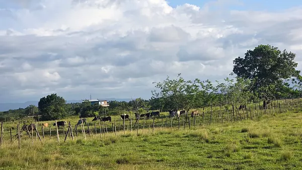 solares y terrenos - finca de 500 tareas en nagua  5
