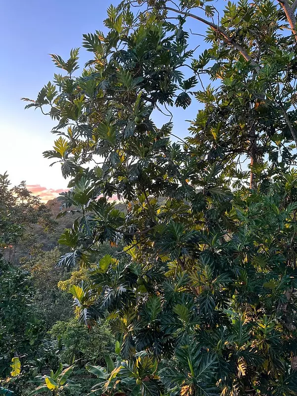 solares y terrenos - Finca de 7 Tareas con Caseta y Piscina en Las Montañas  8