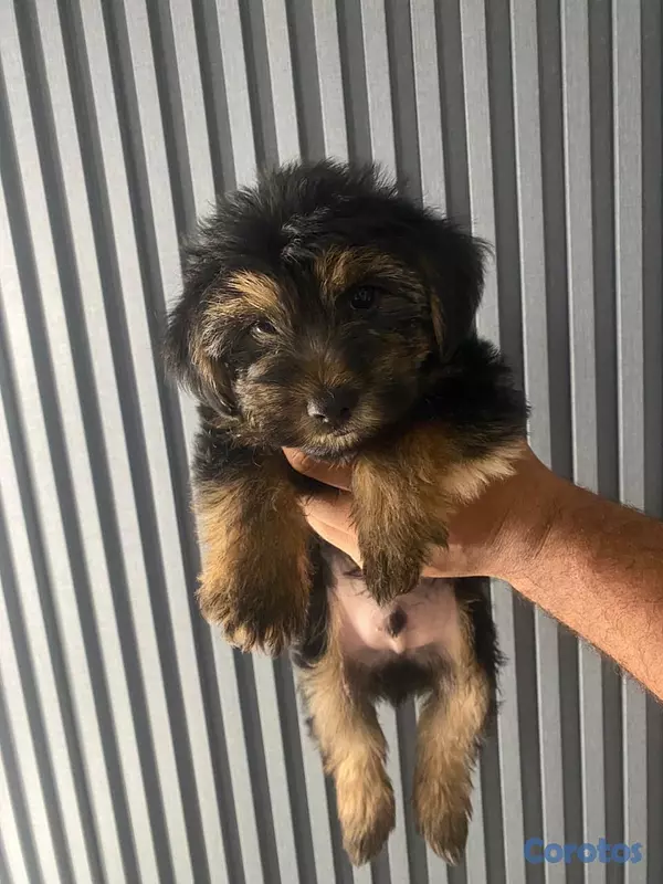 animales y mascotas - Cachorros Yorkie poo 7