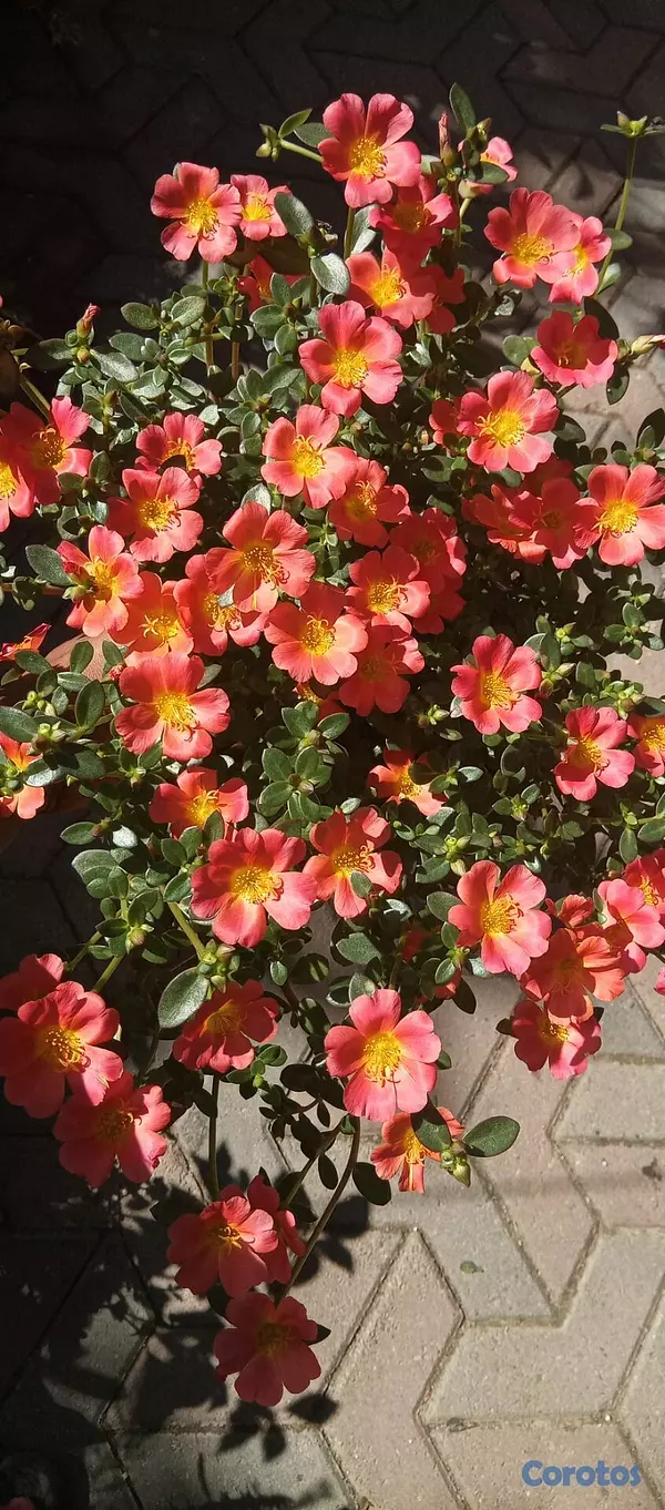 decoración y accesorios - Plantas de sol económicas 4