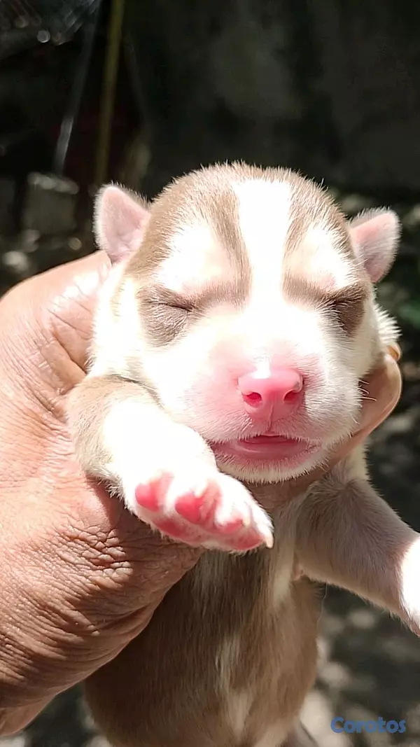 animales y mascotas - VENTAS DE CACHORROS husky SIBERIANS,,PURA RAZA... 5