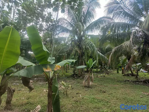 solares y terrenos - Venta finca 7