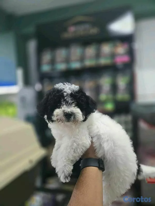 animales y mascotas - hermosos cachorritos shipoo 4