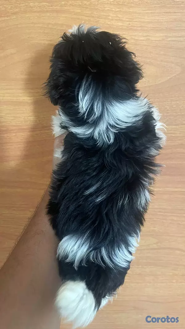 animales y mascotas - shit-zu, hembra, 2 meses, vacunado 4